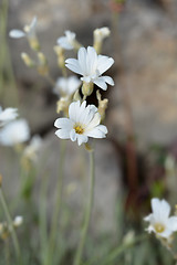 Image showing Endemic white flower