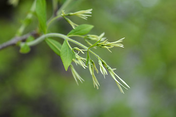 Image showing Fringetree flowers