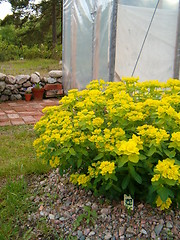 Image showing The Greenhouse