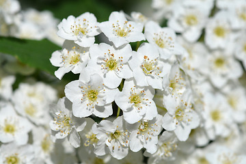 Image showing Reeves Spirea