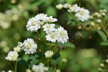 Image showing Double Reeves Spirea