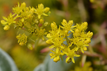 Image showing Reflexed stonecrop