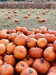 Image showing Pile of pumpkins at pumpkin patch