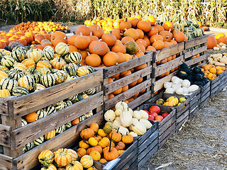 Image showing Different autumn shapes and kinds of pumpkins at the farm