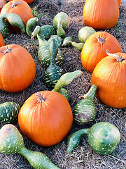 Image showing Pile of pumpkins