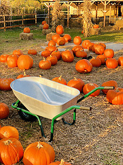 Image showing Wheel Barrow with Fall pumpkins on a pumpkin patch