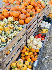 Image showing Different autumn shapes and kinds of pumpkins at the farm