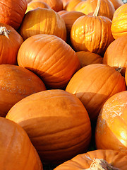 Image showing Halloween Pumpkins in market in a large pile