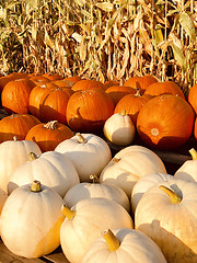 Image showing Pile of pumpkins