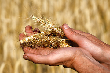 Image showing Harvest