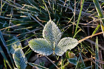 Image showing Frozen leaves with frost