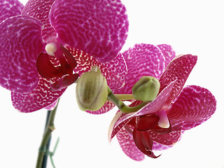 Image showing Phalaenopsis Orchid Blossom