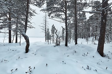 Image showing Winter Snowy Landscape