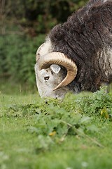 Image showing Ram grazing on a meadow