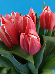 Image showing Tulips over Blue