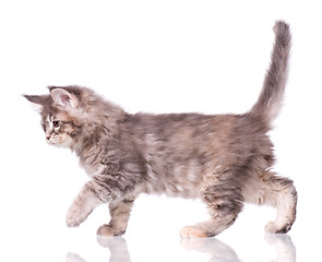 Image showing Maine Coon kitten on white