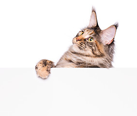 Image showing Maine Coon cat with blank