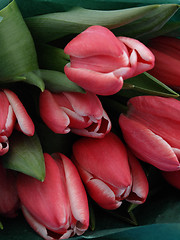 Image showing Tulip Background