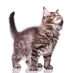 Image showing Maine Coon kitten on white