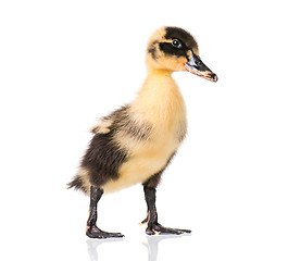 Image showing Cute newborn duckling