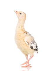 Image showing Little chicken turkey