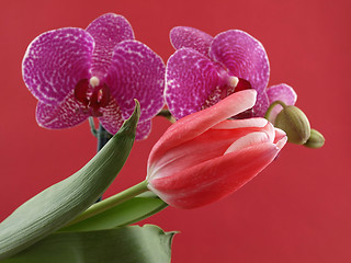 Image showing Tulip and Orchid