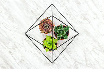 Image showing Succulent plants in a metal decorative frame