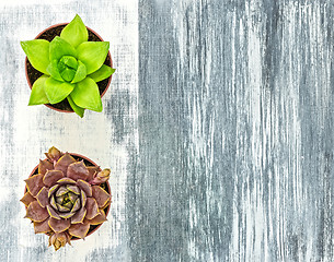 Image showing Two little succulent plants on gray artistic canvas