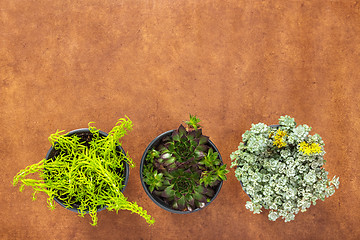 Image showing Three green succulent plants on brown leather background