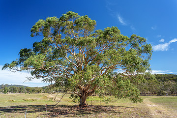 Image showing Gum tree in rural farm countryside