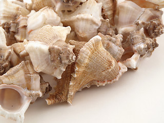 Image showing Shells on White