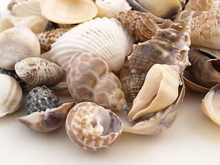 Image showing Shells on White