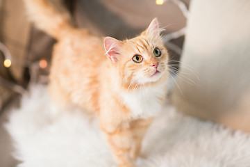 Image showing red tabby cat on sofa with sheepskin at home
