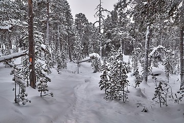 Image showing Winter Snowy Landscape