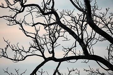 Image showing Bare tree branches