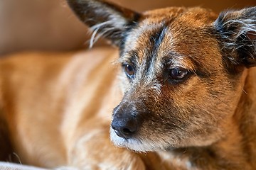 Image showing Dog resting on the couche