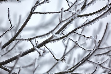 Image showing Icy Frosted Branches