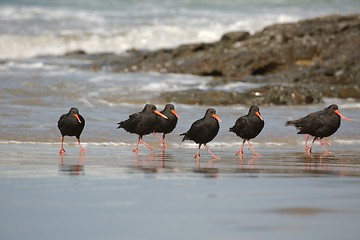 Image showing Variable oystercatchers in a line