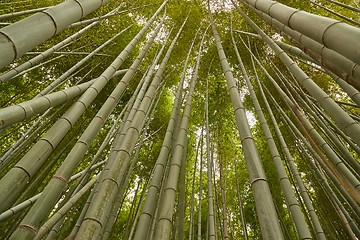 Image showing Tall Bamboo Plants