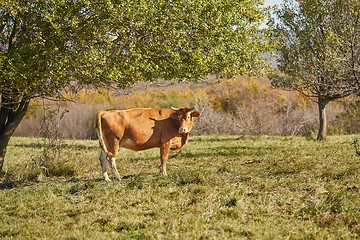 Image showing Cow on a pasture