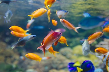 Image showing Bright Yellow Fish