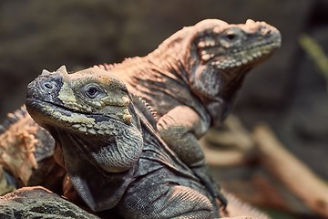 Image showing Iguana resting position