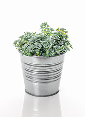 Image showing Sedum Spathulifolium plant in a metal pot