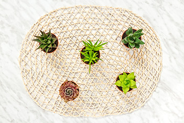 Image showing Mini succulent plants on ornamental background