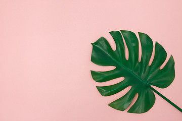 Image showing Dark green Monstera palm leaf on light pink background