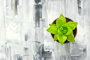 Image showing Green succulent plant on black and white artistic canvas