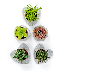 Image showing Succulents in concrete planters on white background