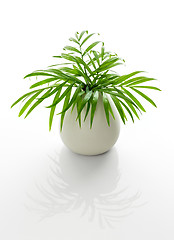 Image showing Parlor palm leaves in a white vase with reflection