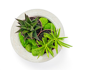 Image showing Concrete planter with succulents and moss isolated on white