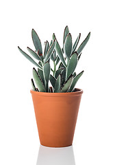 Image showing Beautiful Kalanchoe tomentosa plant on white background